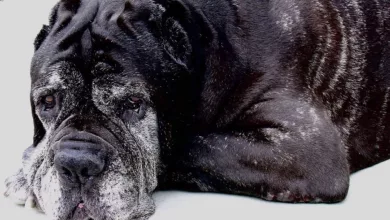 Caring for Aging Pets can be Emotionally and Physically Taxing 3 1200px 10 yr old Mastiff