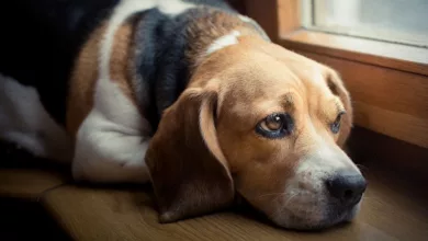 Pet Parents—Do Dogs Grieve the Loss of Their Owners? 17 Dog in mourning Helping our pets cope with loss