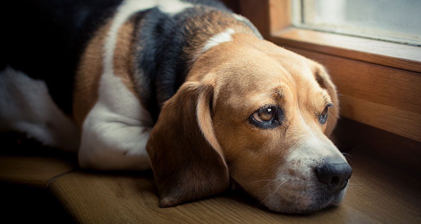 do dogs grieve over other dogs