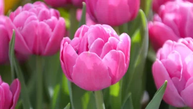 Tulip Margarita photocredit LongfieldGardens