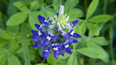 bluebonnet 733360 1170