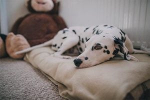 dalmatian laying on bed carpeted room e1527079922830