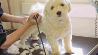 7 Things You Can Do With Your Dog’s Fur 23 dog grooming BillHolden Cultura getty173806966 56a26af83df78cf772756546 scaled