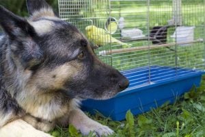 german shepherd laying next to bird cage with budgie e1527079637624