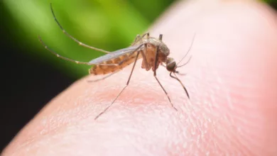 Mosquito’s 3 mosquito bites2