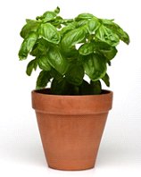 Unique Edibles to Wow Your Guests 3 tomatoes plant