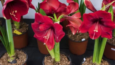 1200 9020 amaryllis photo1