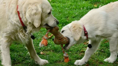 Dog Park Etiquette Tips 17 GoldenRetreivers Playing