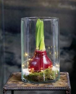 Holiday Gifts that Keep on Giving 2 amaryllis