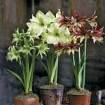 Holiday Gifts that Keep on Giving 3 amaryllis2