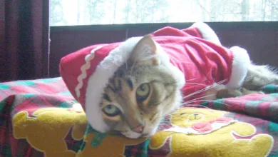 Why Cats Don’t Like Christmas 16 nicks cat1170p