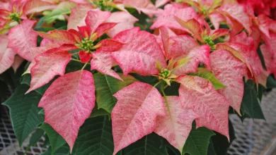 Keep Holiday Plants Looking Their Best 2 Poinsetta 1 1200 C1