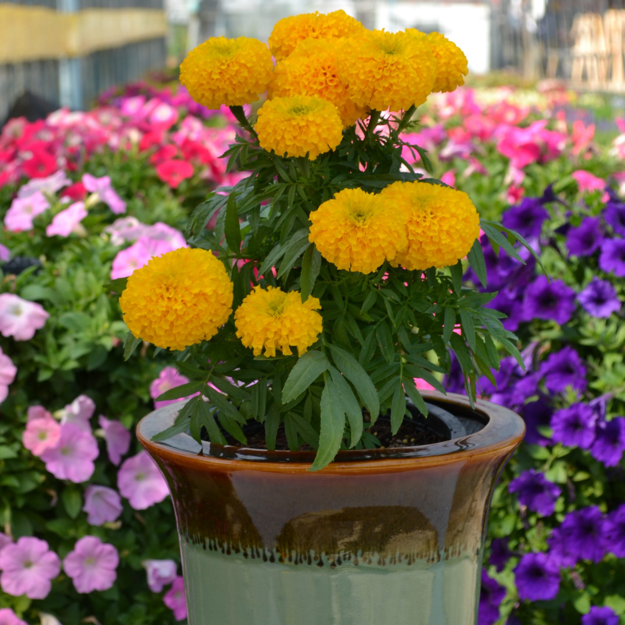 Container Gardens for Every Occasion! 4 Marigold Big Duck Gold 2