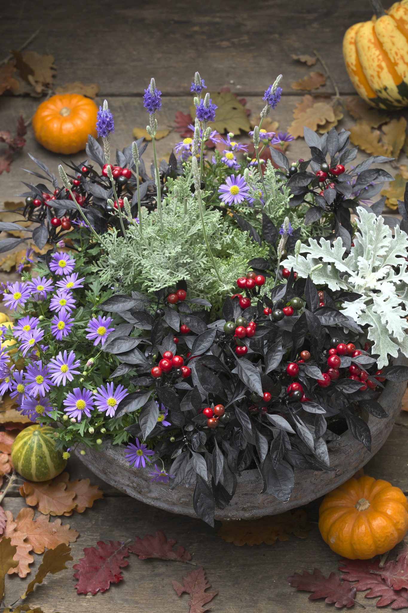 Container Gardens for Every Occasion! 6 Ornamental Pepper Onyx Fall