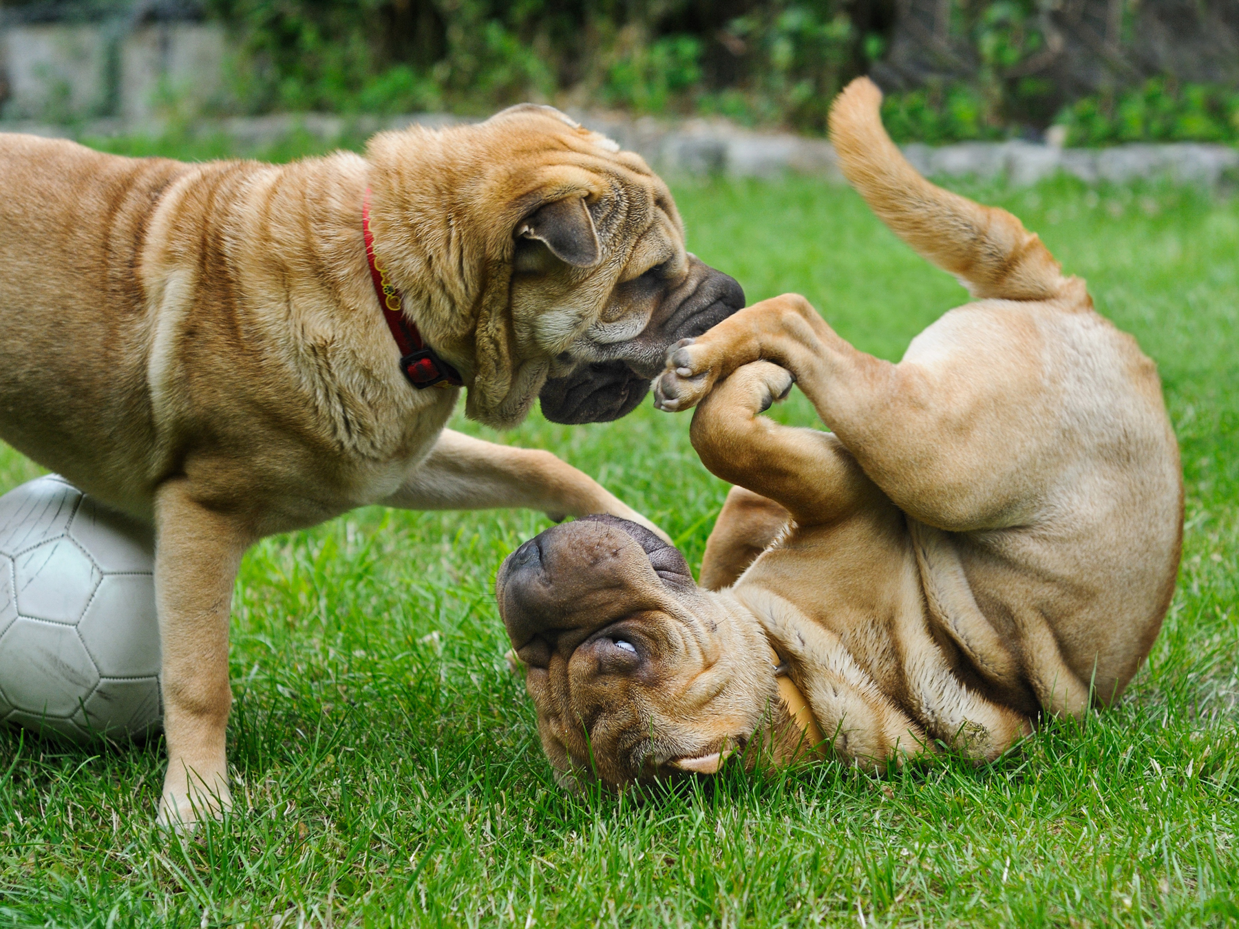 Your Pet’s Seasonal Allergies 2 Sharpei Playing E1