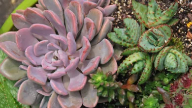 Photo credit: Melinda Myers, LLC