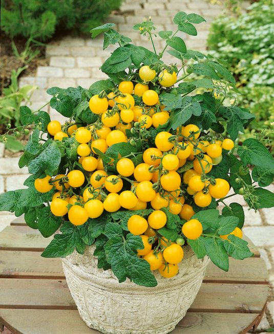 Container Gardens for Every Occasion! 5 Tomato Patio Choice Yellow F1