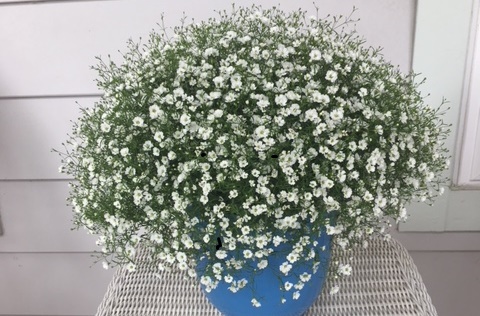 Container Gardens for Every Occasion! 2 gyp on table Copy