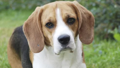 Your Pet’s Seasonal Allergies 12 pet1 1170x458