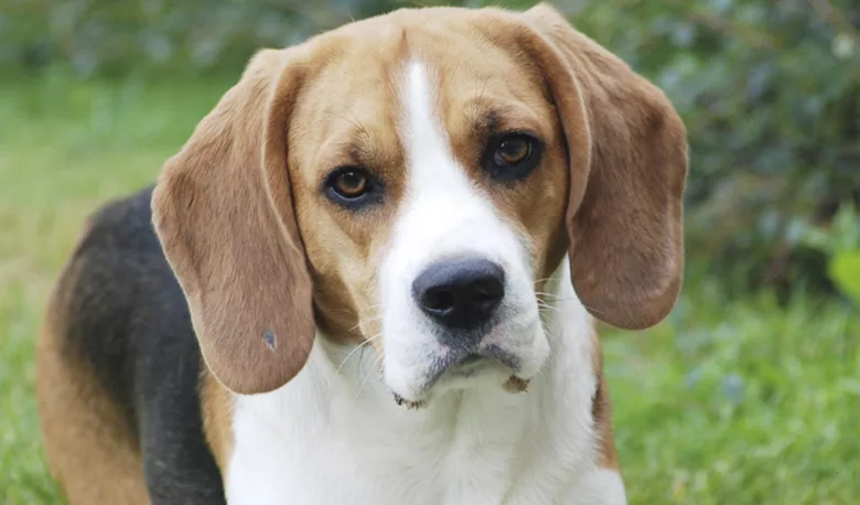Your Pet’s Seasonal Allergies 1 pet1 1170x458