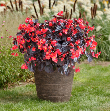 Container Gardens for Every Occasion! 3 plant 1