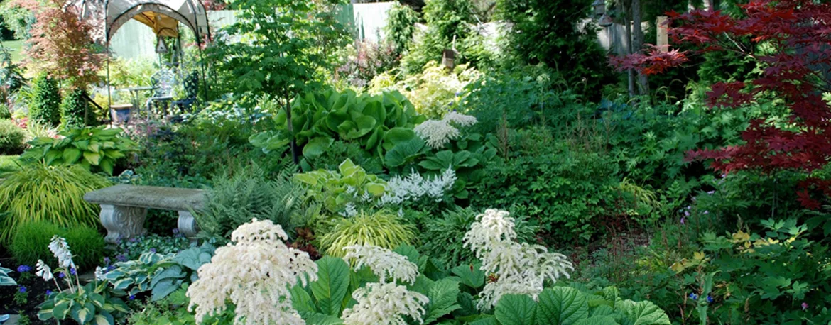 Shade Gardening Beyond Hostas Shade Gardening Beyond Hostas