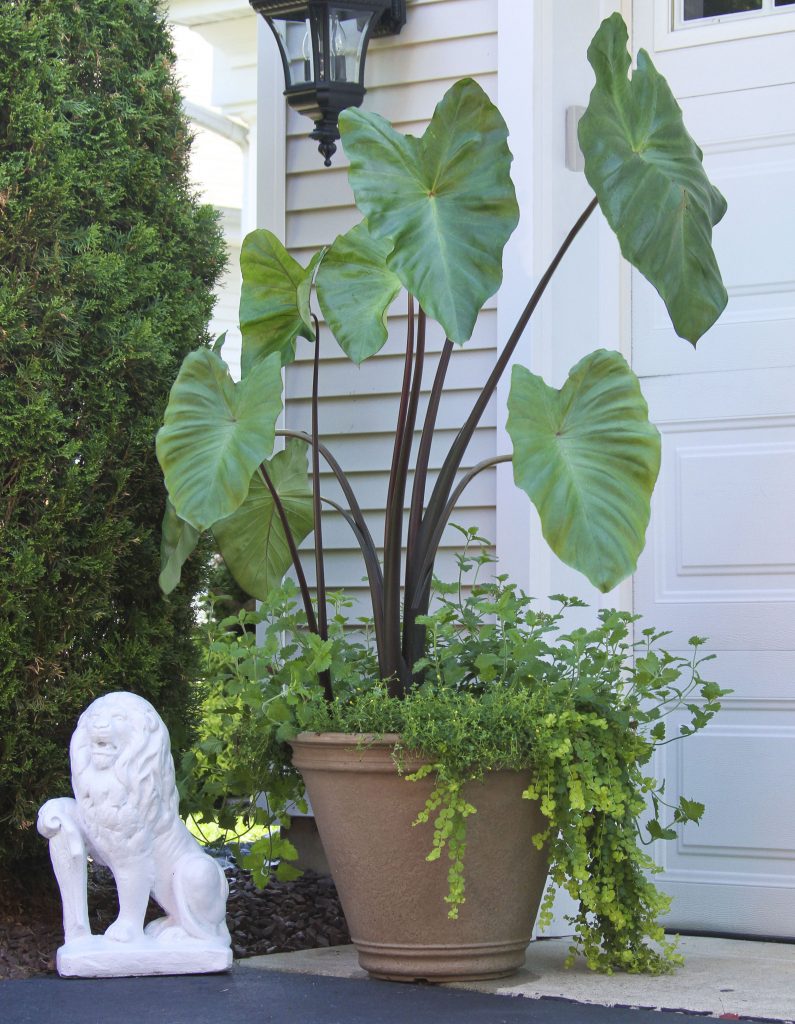 Grow Your Own Beautiful Tropical Paradise in a Container or Garden