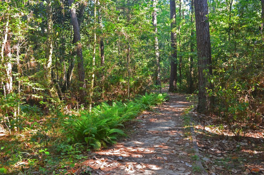 A Refreshing Escape to the Piney Woods 2 Path in woods LR