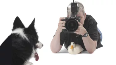 Learning to Take Your Dog’s Picture 7 Petlove1 1170x458