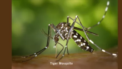 mosquito2 1170x458