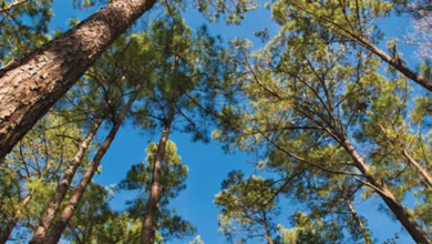 A Refreshing Escape to the Piney Woods 10 piney 1170x458