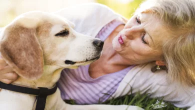 Tips for Keeping Your Pets Safe in the Summer Heat 5 petlove 1170x458