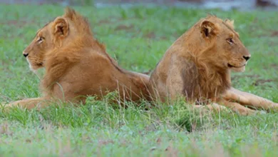 From Hollywood to Africa—A Vision Becomes Reality 17 africa 1170x458