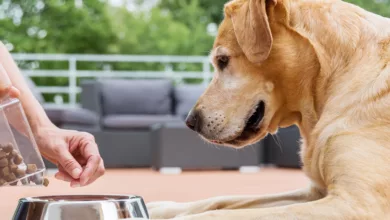 When Buying Pet Food, Check Those Labels! 3 PetLove1 1170x458