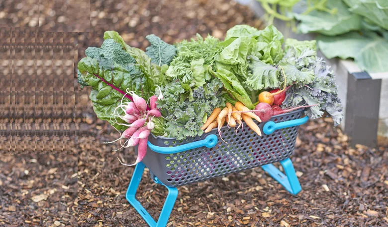 Fresh vegetables in a harvest basket ready for cleaning and storage