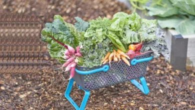 garden080319 1170x458