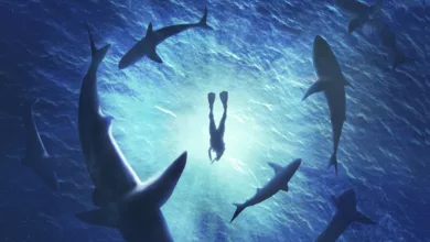 My Digital Staycations — Swimming with the Sharks in Your Living Room 9 sharks 0919 1170x458