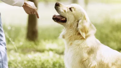 A Good Dog is a Trained Dog 2 DogTrained 1170x458