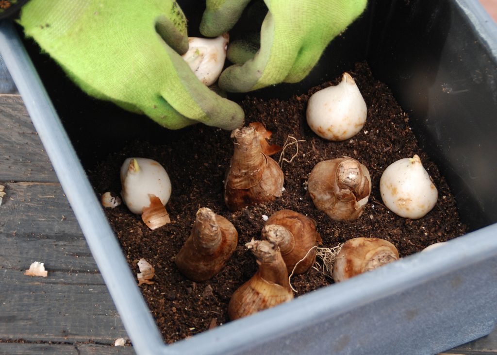 Now’s the Time to Force a Few Spring Flowering Bulbs  2 BULB FORCING photo credit Melidna Myers LLC