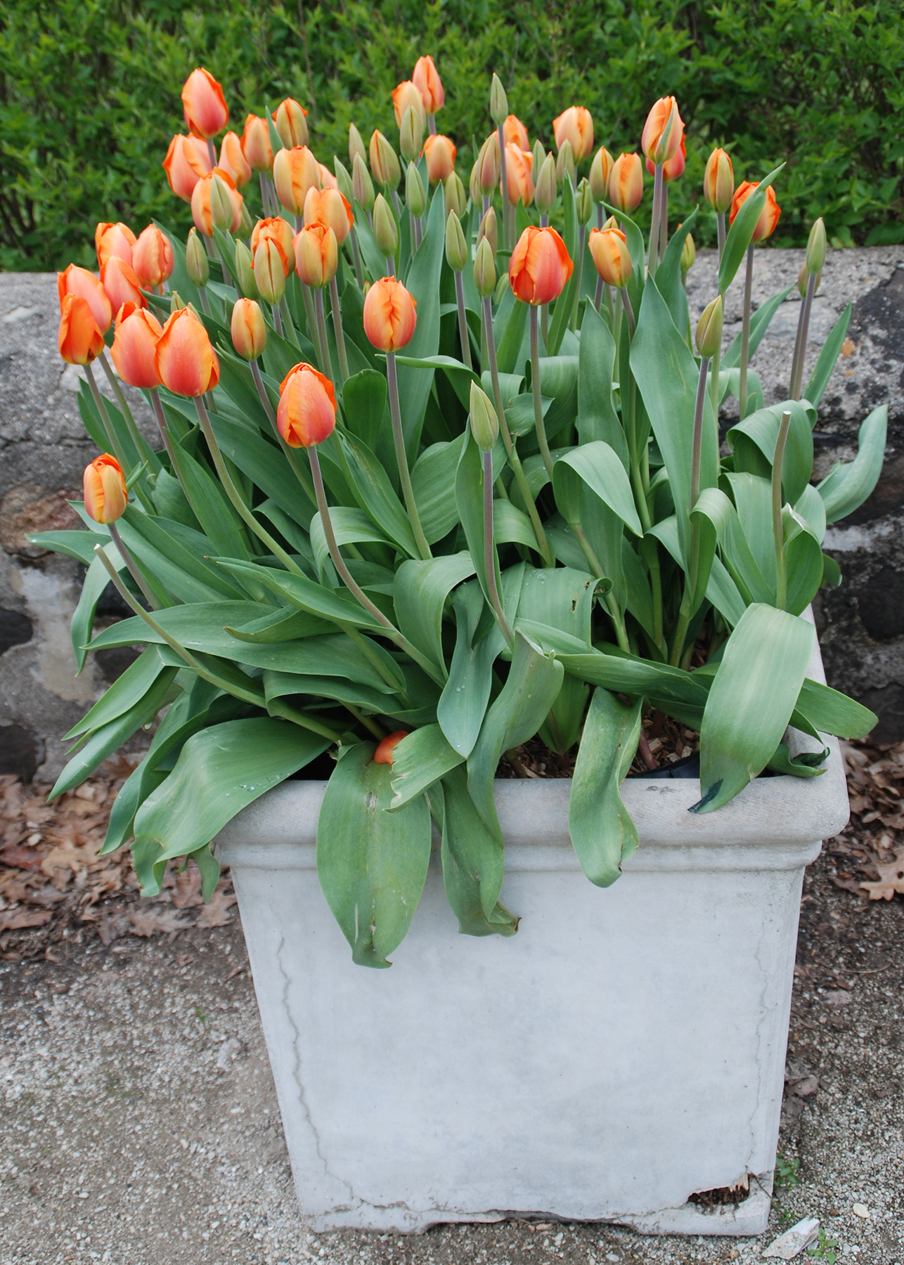 Now’s the Time to Force a Few Spring Flowering Bulbs  3 Container Tulips