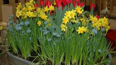 Photos by Melinda Myers, LLC