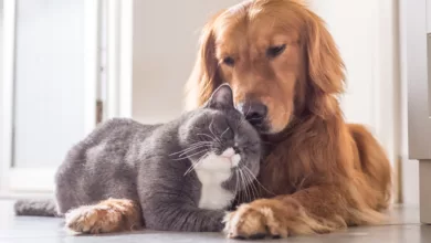 Introducing a New Pet Into Your Home 1 PetLove 0120 1170x458 1