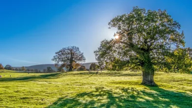 I’ll Take My Power Sunny Side Up Please 13 NewTech 0120 1170x458 1