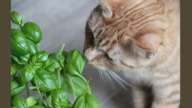 Tips on How to Keep Houseplants Healthy While Keeping Your Pets Safe 21 cat 0120 1170x458 1