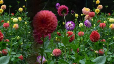 GARDEN 021020 1170x458 1