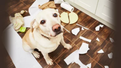 Recognizing and Relieving Anxiety in Your Dog 20 PetLove 0320 1170x458 1