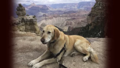 The Great American Road Trip with Peter Zheutlin 1 albie2 1170x458 1