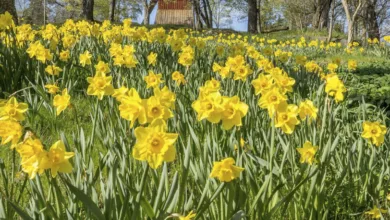 One Hundred Daffodils 4 daffodils 0320 1170x458 1
