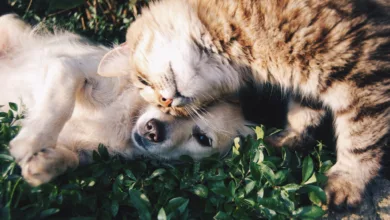 The Calm Within the Storm: Your Pets are Here For You 17 Furry Friends 1149841 scaled