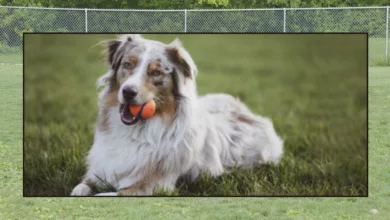 Attention Pet Parents—Dog Parks Are Open 16 dog park 0520 1170x596 1